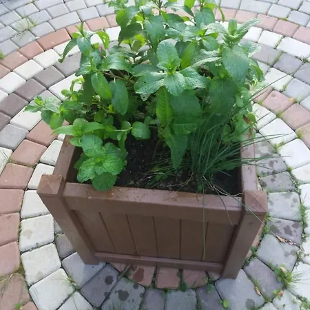 Lavender Valley Chalé