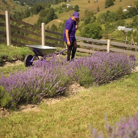 Lavender Valley