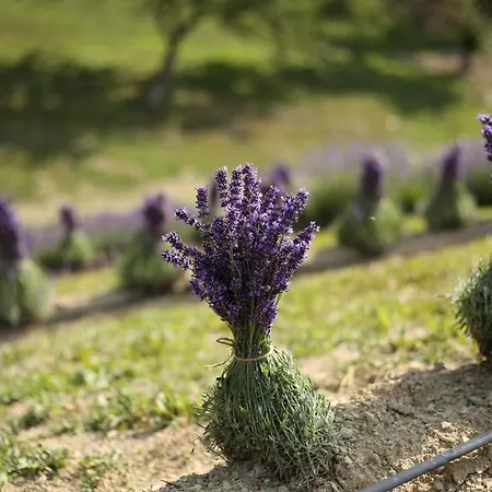 Lavender Valley Perekrestnoye