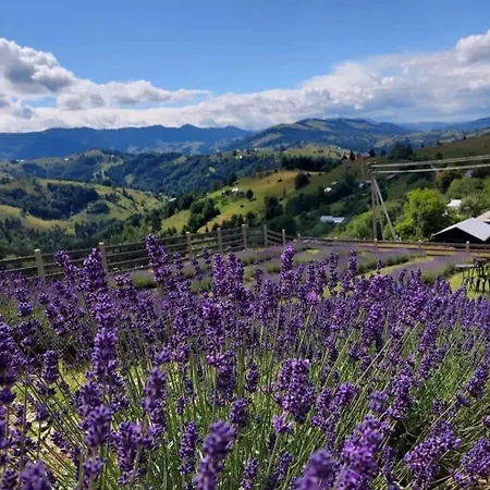 Lavender Valley Perekrestnoye
