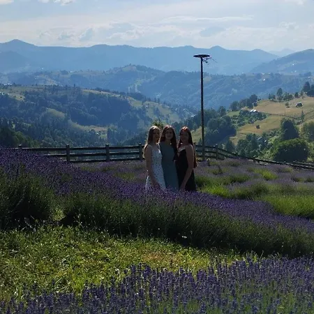 Lavender Valley *