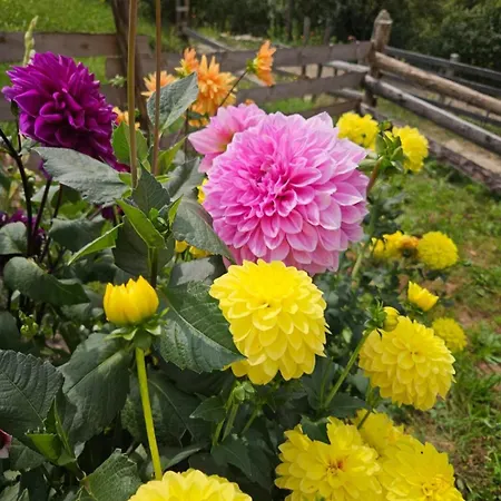 Lavender Valley Chalet