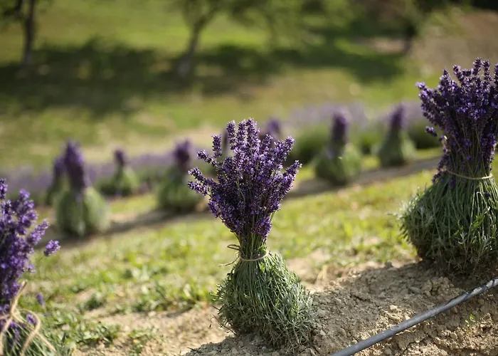 Lavender Valley Perekrestnoye