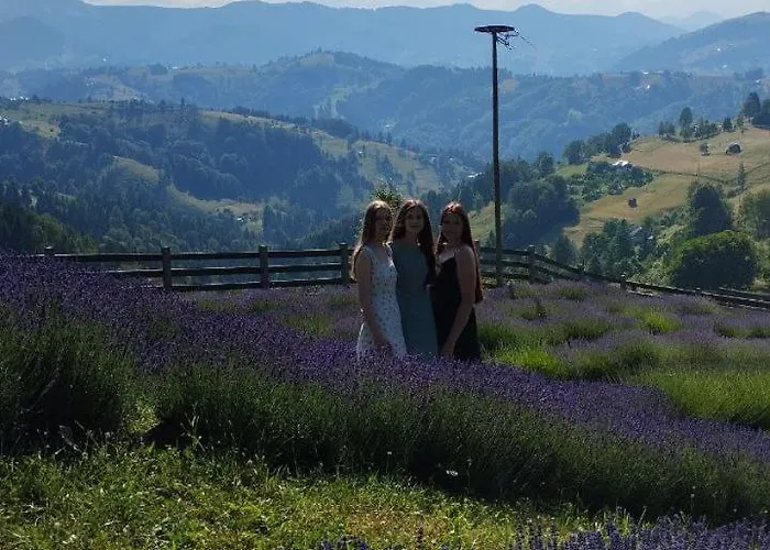 Lavender Valley *