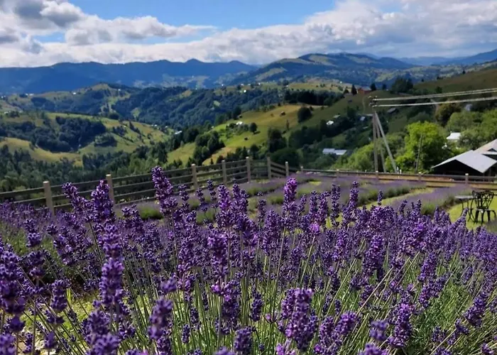 Lavender Valley Perekrestnoye